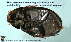 Attēlu rezultāti vaicājumam “Hydrophilidae”