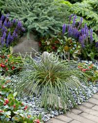 Attēlu rezultāti vaicājumam “Thuja plicata flower”