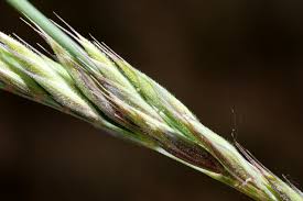 Attēlu rezultāti vaicājumam “Festuca arenaria”