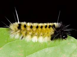 Attēlu rezultāti vaicājumam “Rhopalus maculatus imago”