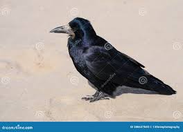 Attēlu rezultāti vaicājumam “Corvus frugilegus”