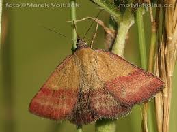 Attēlu rezultāti vaicājumam “Phytometra viridaria”