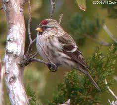 Attēlu rezultāti vaicājumam “Carduelis flammea female”