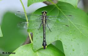 Attēlu rezultāti vaicājumam “Gomphidae”