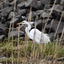 Attēlu rezultāti vaicājumam “Egretta alba adult”
