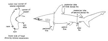 Image result for Sphyrna