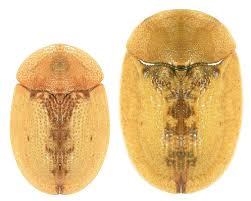 Attēlu rezultāti vaicājumam “Cassida”