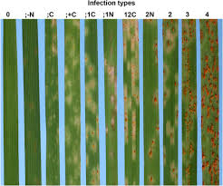 Attēlu rezultāti vaicājumam “Puccinia coronata”