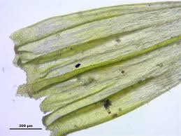 Attēlu rezultāti vaicājumam “Homalothecium sericeum”