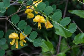 Image result for Colutea arborescens