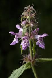 Attēlu rezultāti vaicājumam “Stachys palustris”