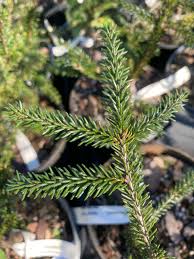 Attēlu rezultāti vaicājumam “Picea orientalis”