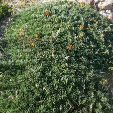 Attēlu rezultāti vaicājumam “Helianthemum nummularium flower”