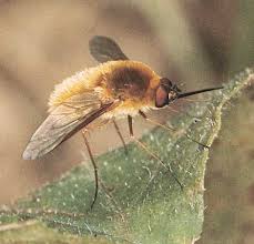 Attēlu rezultāti vaicājumam “Bombyliidae”