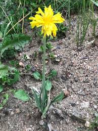 Image result for Agoseris major