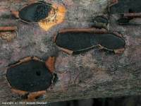 Attēlu rezultāti vaicājumam “Biscogniauxia granmoi”