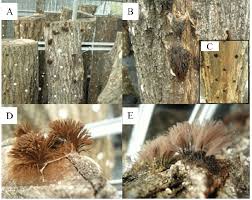 Attēlu rezultāti vaicājumam “Stemonitis splendens macro”