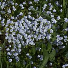 Attēlu rezultāti vaicājumam “Veronica filiformis”