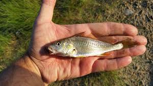 Image result for Micropogonias undulatus