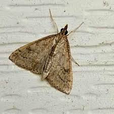 Attēlu rezultāti vaicājumam “Mollisia uda”