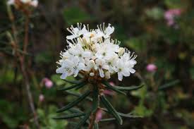 Attēlu rezultāti vaicājumam “Ledum palustre flower”