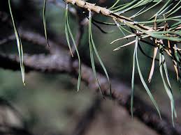 Attēlu rezultāti vaicājumam “Pinus sylvestris leaf”