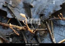 Attēlu rezultāti vaicājumam “Heyderia pusilla”