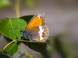 Attēlu rezultāti vaicājumam “Coenonympha arcania”