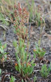 Attēlu rezultāti vaicājumam “Rumex acetosa flower”