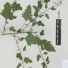 Attēlu rezultāti vaicājumam “Chenopodium acerifolium leaf”