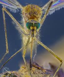 Attēlu rezultāti vaicājumam “Culex pipiens”