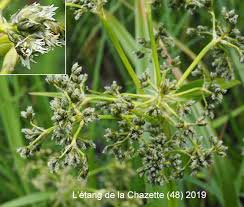 Attēlu rezultāti vaicājumam “Scirpus sylvaticus flower”