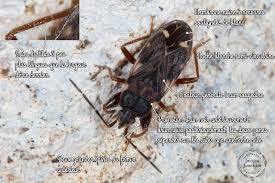 Attēlu rezultāti vaicājumam “Eremocoris plebejus”