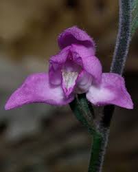 Attēlu rezultāti vaicājumam “Cephalanthera rubra flower”