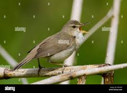 Attēlu rezultāti vaicājumam “Acrocephalus dumetorum”