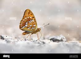 Attēlu rezultāti vaicājumam “Argynnis adippe”