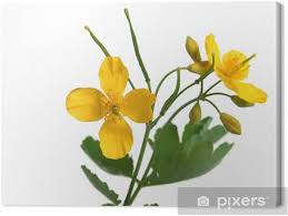 Attēlu rezultāti vaicājumam “Chelidonium majus flower”