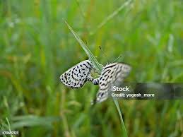 Attēlu rezultāti vaicājumam “Everes argiades”