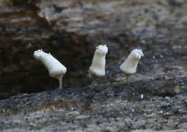 Attēlu rezultāti vaicājumam “Arcyria cinerea young”