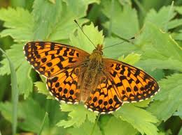 Attēlu rezultāti vaicājumam “Boloria titania”