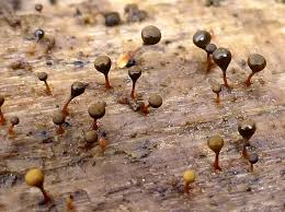 Attēlu rezultāti vaicājumam “Trichia crateriformis”