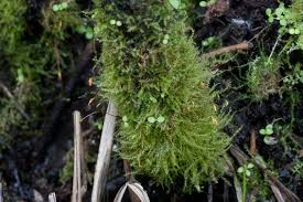 Attēlu rezultāti vaicājumam “Leptodictyum riparium”