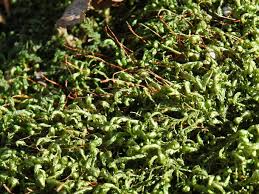 Attēlu rezultāti vaicājumam “Homalia trichomanoides sporophyte”