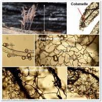 Attēlu rezultāti vaicājumam “Stemonitis pallida var. rubescens macro”