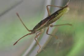 Attēlu rezultāti vaicājumam “Myrmus miriformis”