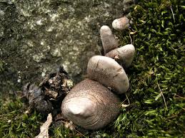 Attēlu rezultāti vaicājumam “Xylaria polymorpha”