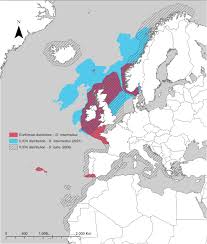 Image result for Dipturus intermedius