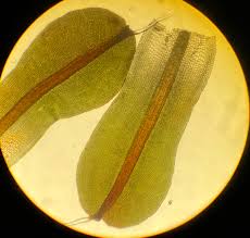 Attēlu rezultāti vaicājumam “Syntrichia virescens”