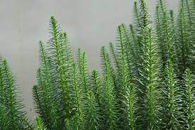 Attēlu rezultāti vaicājumam “Hippuris vulgaris”