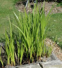 Image result for Acorus calamus